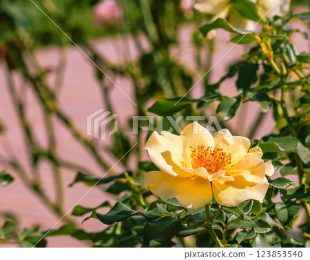 Maebashi Rose Garden Rose Flowers-42 123853540