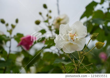 木槿，其花色從純白色變為粉紅色 123853551