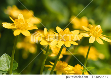 Lesser celandine flower 123853567
