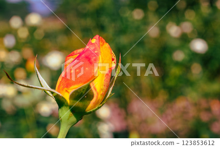 Maebashi Rose Garden Rose Flowers-67 123853612