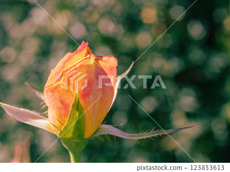 Maebashi Rose Garden Rose Flowers-68 123853613