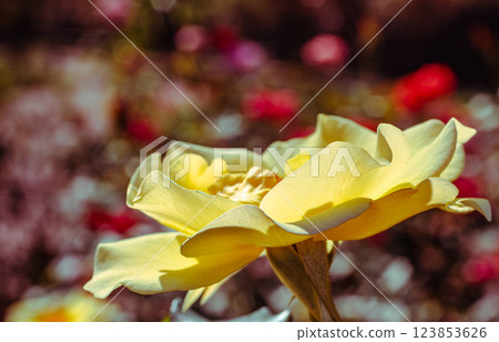 Maebashi Rose Garden Rose Flowers-91 Maebashi Rose Garden Rose Flowers-91 123853626