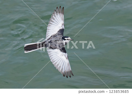 Black-backed wagtail flying on the surface of the water 123853685