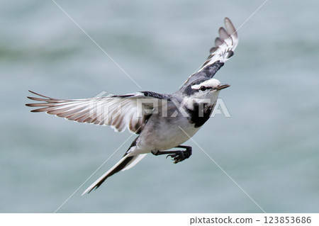 Flying White Wagtail 123853686