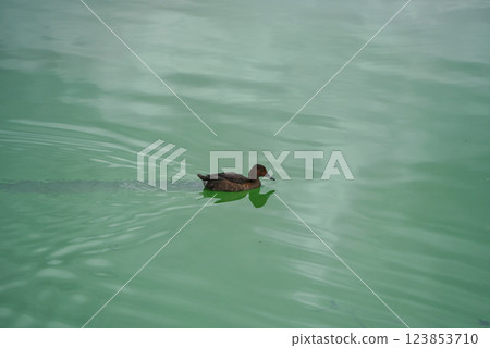 A mallard duck wading through calm water 123853710