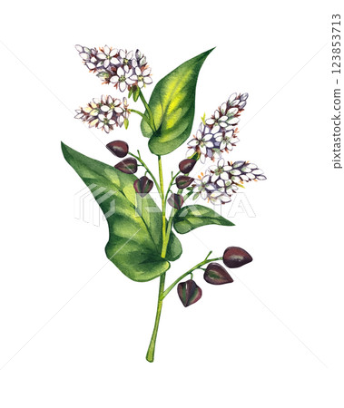 Buckwheat plant watercolor hand drawn 123853713