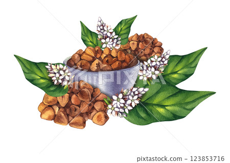 Buckwheat plant watercolor hand drawn Buckwheat plant watercolor hand drawn 123853716