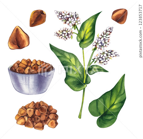 Buckwheat plant watercolor hand drawn 123853717
