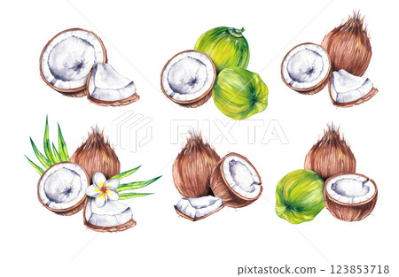 Watercolor coconut hand drawn nut 123853718