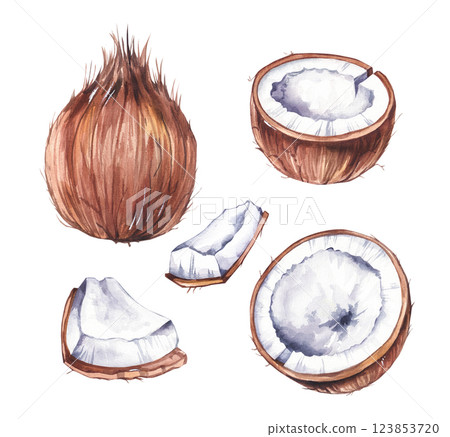 Watercolor coconut hand drawn nut Watercolor coconut hand drawn nut 123853720