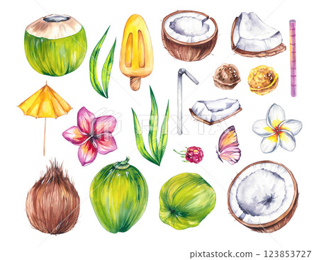 Watercolor coconut hand drawn nut 123853727