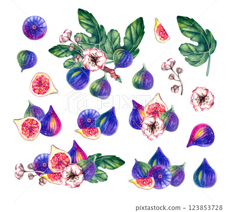 Watercolor hand drawn fig isolated on white 123853728