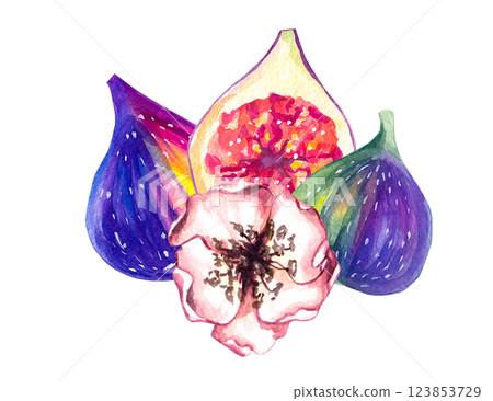 Watercolor hand drawn fig isolated on white 123853729