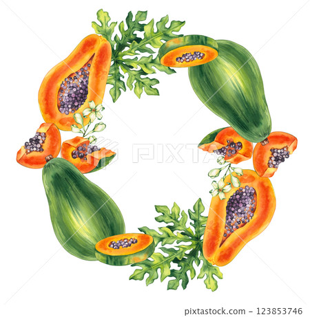 Watercolor papaya tropical fruit hand drawn isolated Watercolor papaya tropical fruit hand drawn isolated 123853746