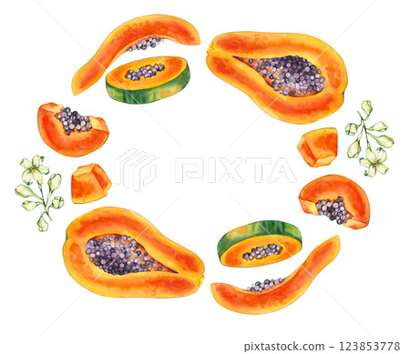 Watercolor papaya tropical fruit hand drawn isolated 123853778