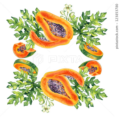 Watercolor papaya tropical fruit hand drawn isolated 123853780