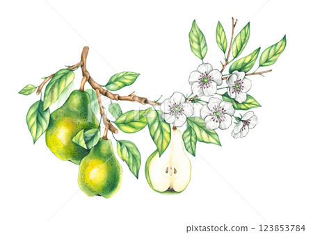 Watercolor pears isolated wreath botany 123853784