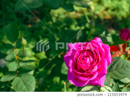 Maebashi Rose Garden Rose Flowers-18 123853974