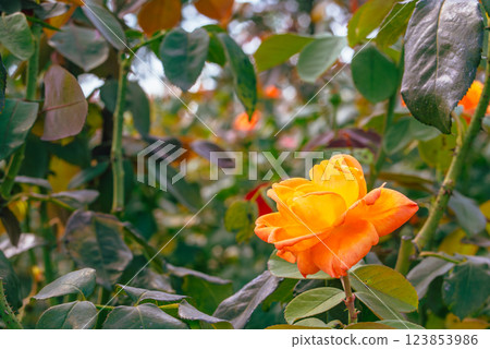 Maebashi Rose Garden Rose Flowers-37 Maebashi Rose Garden Rose Flowers-37 123853986