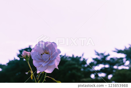 前橋玫瑰園 玫瑰花-39 前橋玫瑰園 玫瑰花-39 123853988