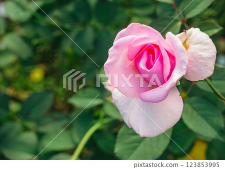 前橋玫瑰園 玫瑰花-46 前橋玫瑰園 玫瑰花-46 123853995