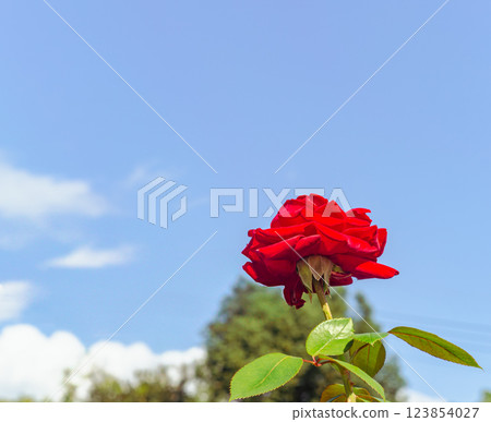 Maebashi Rose Garden Rose Flowers-27 123854027