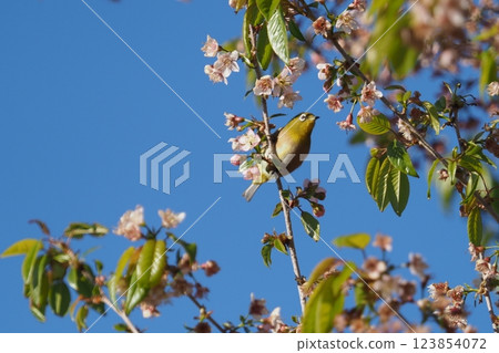 Mejiro, blue sky and cherry blossoms 123854072