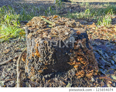 Stump infested with mushrooms 123854074