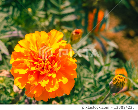 Marigold Hill Marigold Flowers-5 123854223