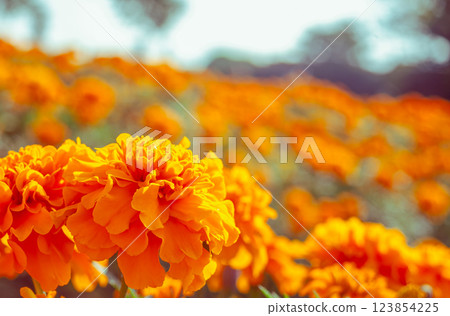 Marigold Hill Marigold Flowers-7 123854225