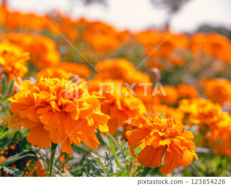 Marigold Hill Marigold Flowers-8 Marigold Hill Marigold Flowers-8 123854226