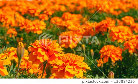 萬壽菊山萬壽菊花 - 18 萬壽菊山萬壽菊花 - 18 123854236