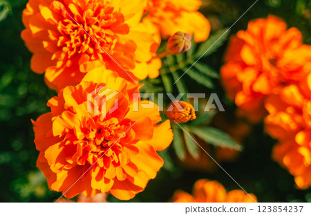 萬壽菊山萬壽菊花 - 19 萬壽菊山萬壽菊花 - 19 123854237