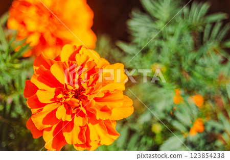 萬壽菊山萬壽菊花 - 20 萬壽菊山萬壽菊花 - 20 123854238