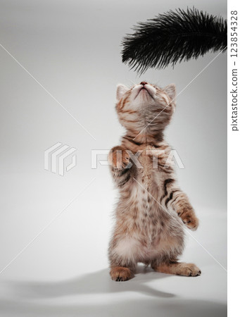 Gentle, cute kitten sitting on table. Gentle, cute kitten sitting on table. 123854328