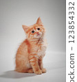 Gentle, cute kitten sitting on table. 123854332