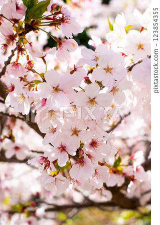 染井吉野櫻花盛開 123854355