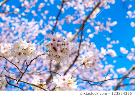 櫻花盛開的染井吉野② 123854356