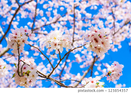 櫻花盛開的染井吉野③ 櫻花盛開的染井吉野③ 123854357