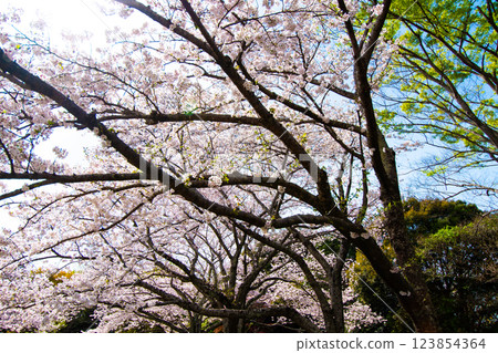 櫻花盛開的染井吉野⑩ 123854364