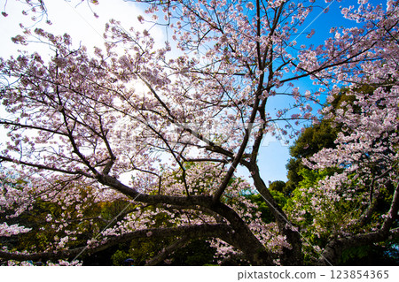 櫻花盛開的染井吉野⑪ 123854365
