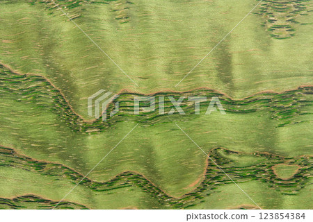 beautiful green background with a wood texture beautiful green background with a wood texture 123854384