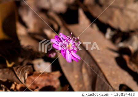 Snowdrop Pink Thousand-layered flower Snowdrop Pink Thousand-layered flower 123854438
