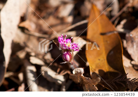 Yukiwarizo Pink Yukiwarizo Pink 123854439