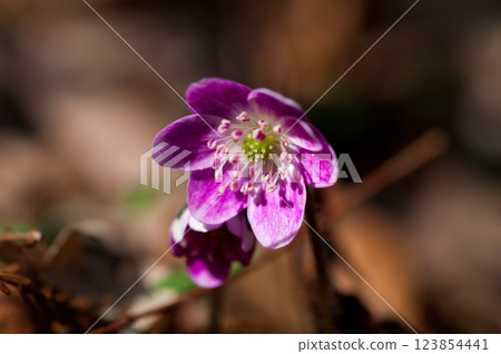 雪原三粉紅 123854441