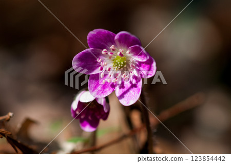 雪原三粉紅 123854442