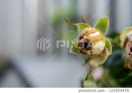Rose flowers having Botrytis Blight problem. 123854478