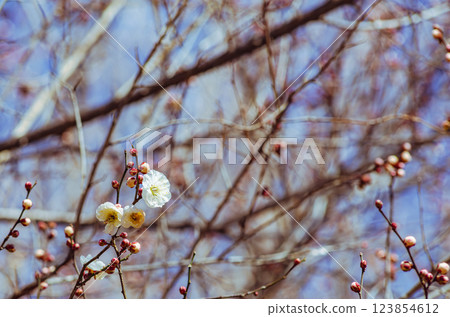 本莊運動公園梅花-6 本莊運動公園梅花-6 123854612