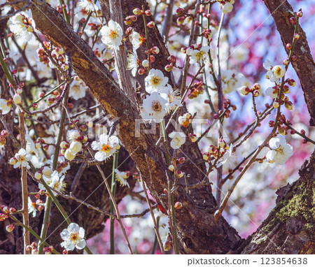 Honjo Sports Park Plum Blossoms - 32 123854638