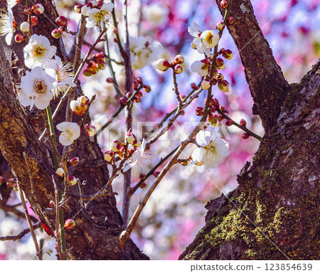 Plum blossoms at Honjo Sports Park 123854639